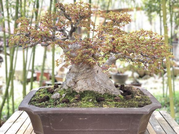 比较得意的一颗矮霸红枫