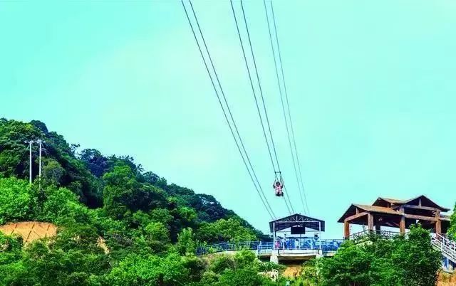 全域旅游龙井琵岩山郁金香花海已开园更有惊险刺激的玻璃吊桥等你来