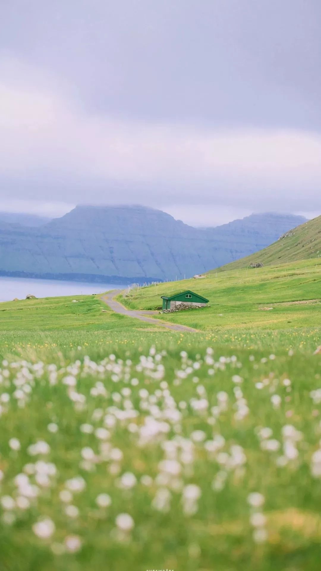 超级护眼的绿色壁纸