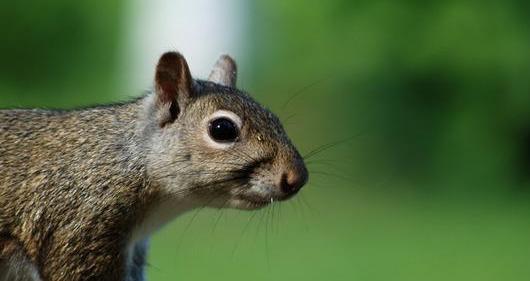 《我胆小如鼠》:余华,一个畸形的时代,一个不健全的时代