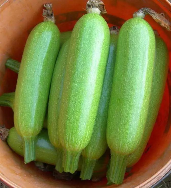 油瓜:0.78元/斤限5月10日均送康乃馨一支!