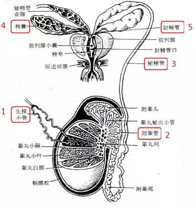同时,精子在这条路上变形,成熟,奔跑,射出,努力创造出新的生命.