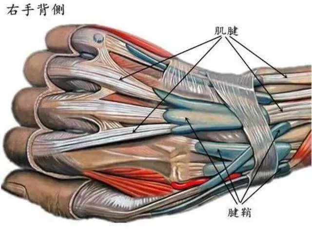 右手大拇指肌腱解剖图图片