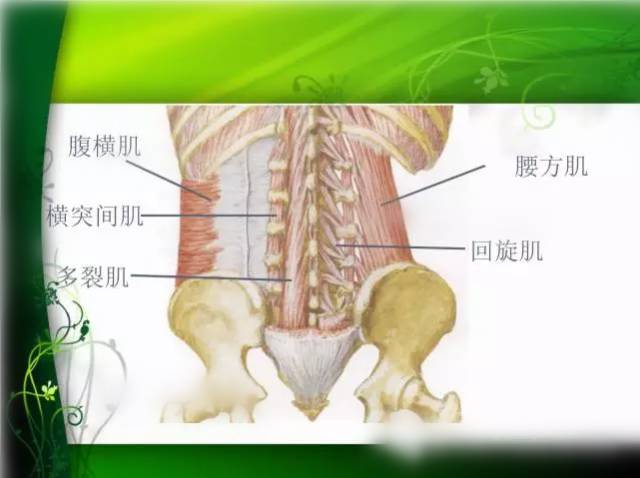 彩圖腰部解剖學重要的特點