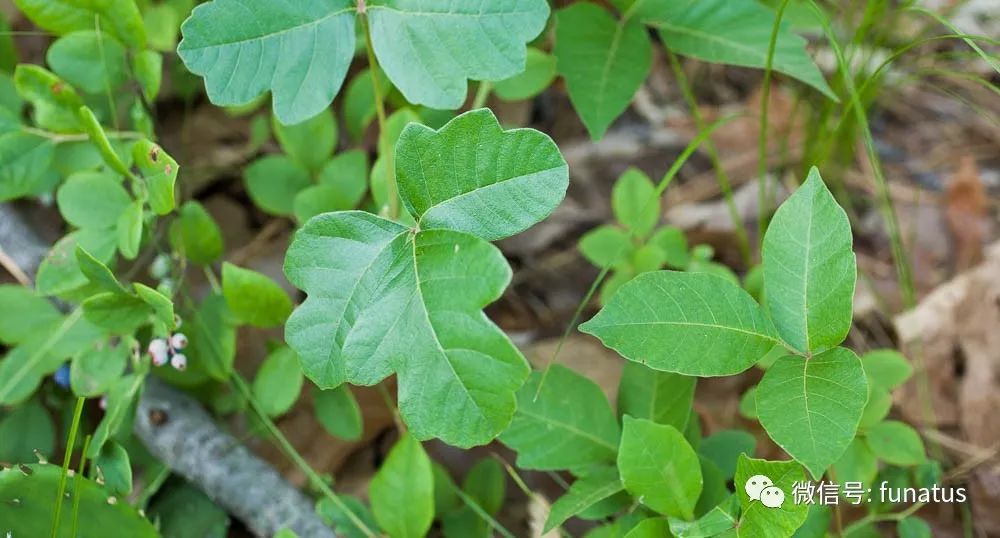 户外活动的威胁无处不在的毒藤poisonivy和其它有毒植物总558期