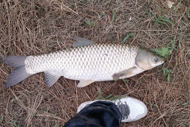 夏季野釣,沒有兩下子怎麼能釣上大草魚呢!