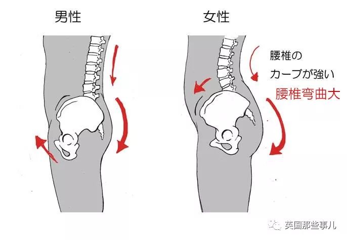 乌龟被摸壳人类被袭胸这位画风沙雕的科普博主简直有毒