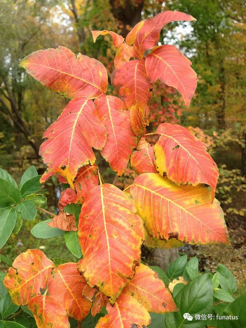 gov,版权归原作者所有毒藤也叫毒漆藤,或者三叶毒藤,属于漆树科漆属