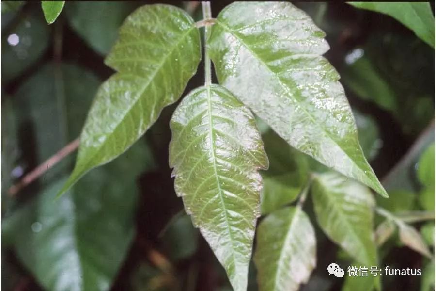 毒藤也叫毒漆藤,或者三叶毒藤,属于漆树科漆属植物,漆属植物都能产生