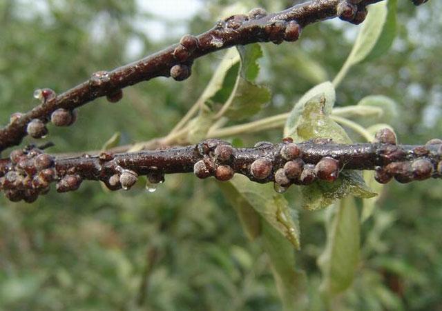 蚧壳虫危害叶片:其分泌物诱发煤污病的发生,影响光合作用,发生严重时