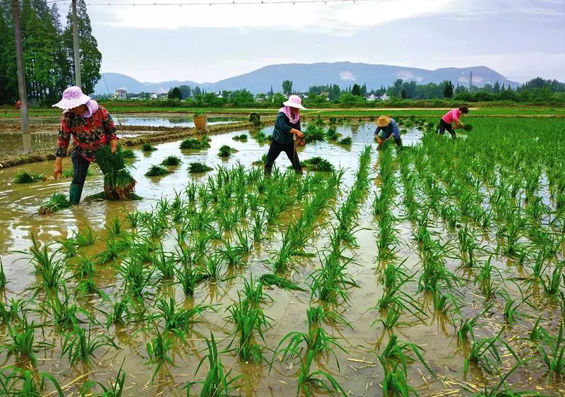 水稻移栽5要点及插秧"3注意",稻农不看后悔!_秧苗