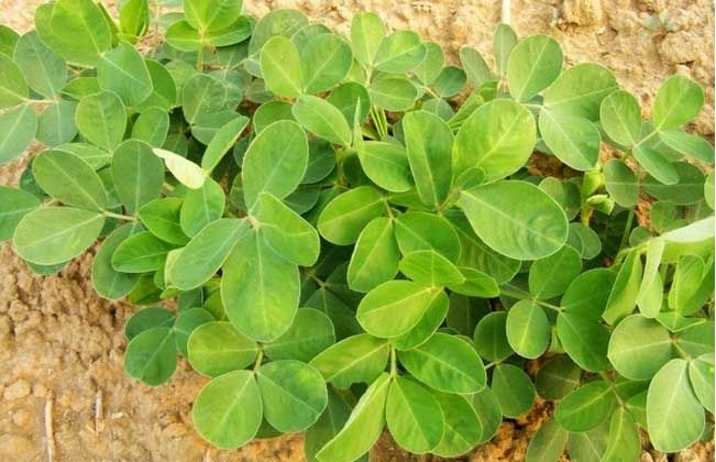 春花生中后期田间栽培管理技术要点