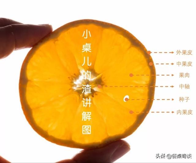 橙子结构图名称图片