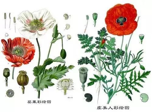 罂粟的种植方法图片