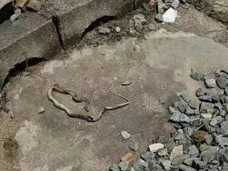 【揭秘】供电版的"人蛇大战"_接触网