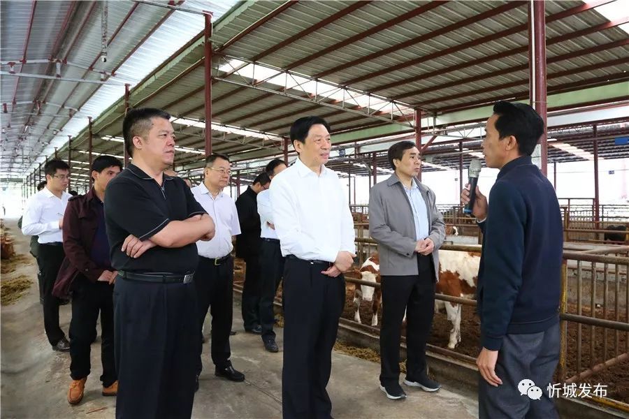 孙大伟在古蓬镇弄谷养牛示范基地调研孙大伟在润华牧业公司调研在忻城