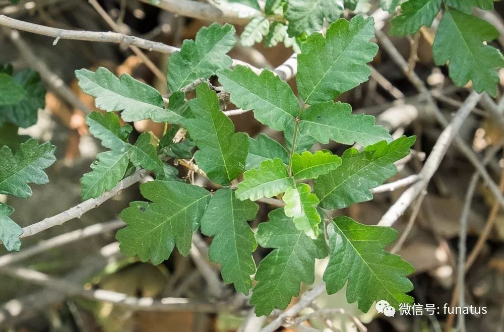 户外活动的威胁无处不在的毒藤poisonivy和其它有毒植物总558期