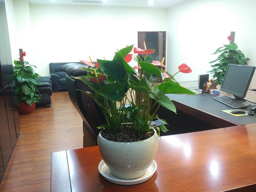 办公室绿色植物摆放图图片