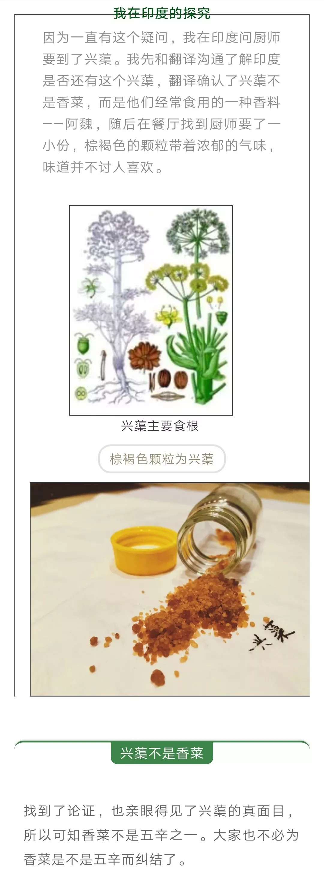 【素食科普】五辛中的兴渠也叫阿魏!不吃五辛的你,一定要知道!_食用