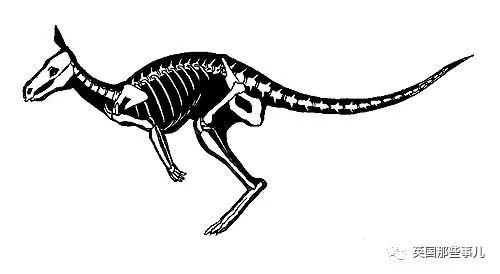 这位画风沙雕的科普博主简直有毒!_动物