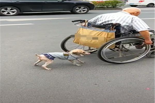 原创泰迪看主人轮椅走不动,用嘴推却使不上劲,着急帮忙的样子好感动