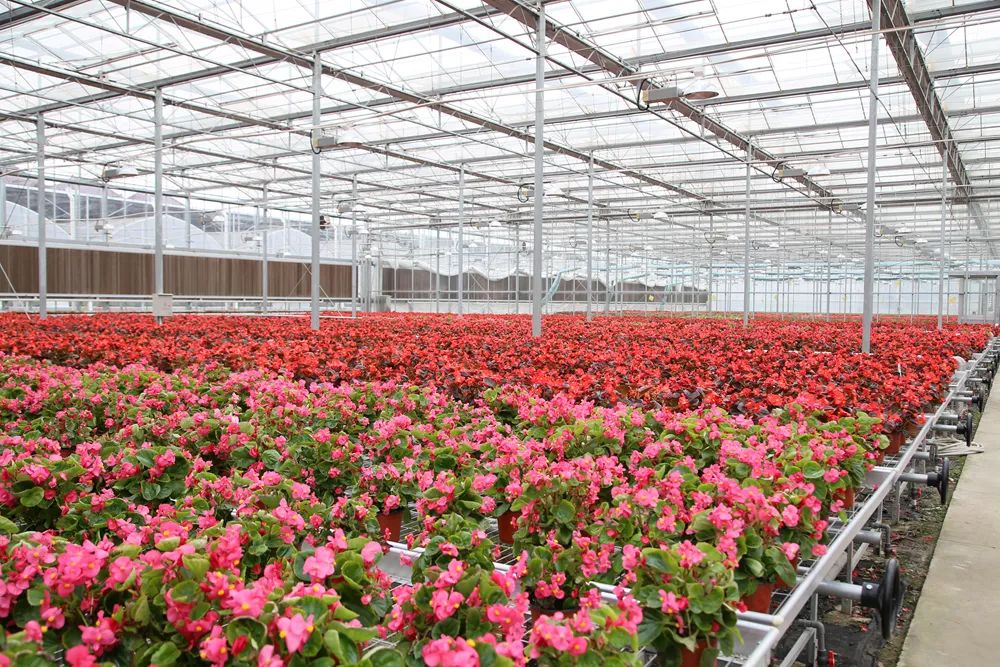 要说本周称霸票圈的"宝山网红打卡地",当属月浦第二届花艺展了!_花卉