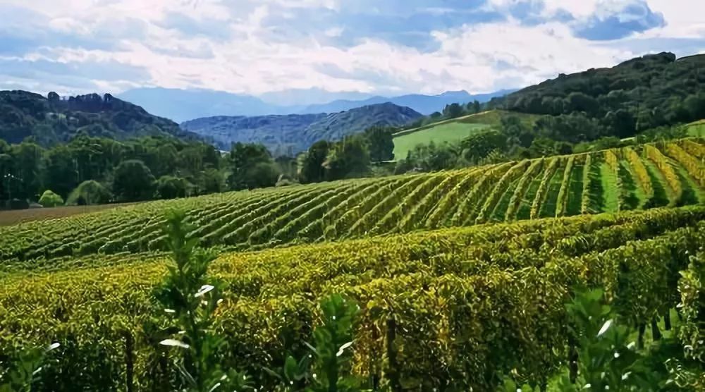 五彩斗篷,"当多尔多涅河流到贝尔热拉克(bergerac)和它的葡萄园的时候