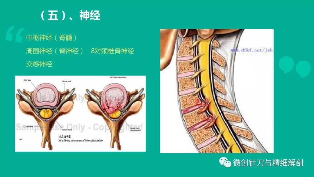 頸椎病的解剖學基礎與診斷