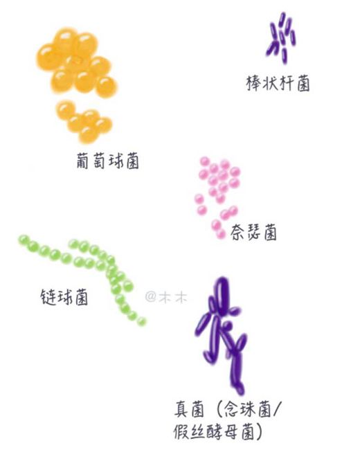 我们的人体内也分布着数量庞大,种类丰富的细菌家族.