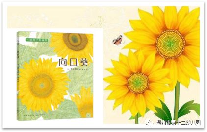 绘本《向日葵》,矮向日葵的种子,二, 所需材料3-6岁幼儿家庭一, 适合