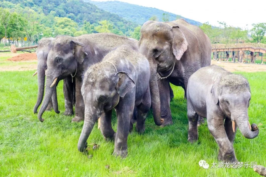 到点啦,小象们要回去吃饭啦一群大象在草地上小跑也是很壮观哒~龙小编