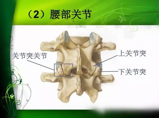 彩圖腰部解剖學重要的特點