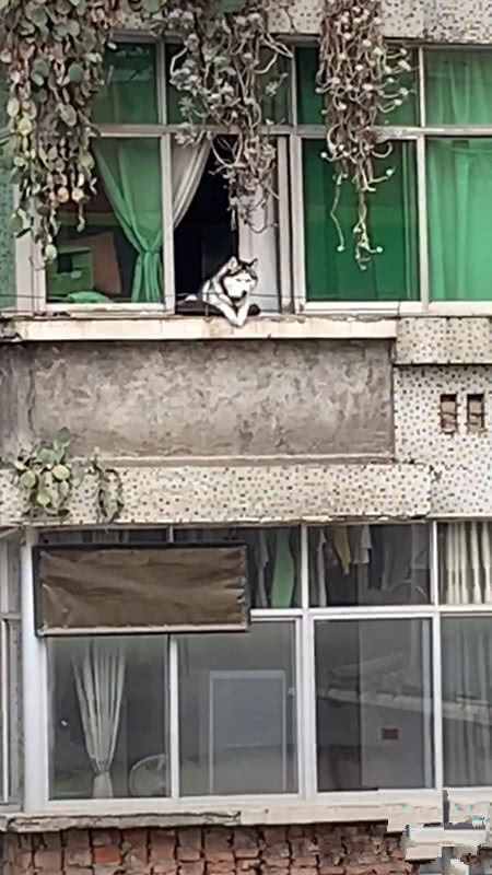 原创女子发现对面楼阳台有异物,放大画面后捂着嘴笑,二哈:砸谁脑袋呢