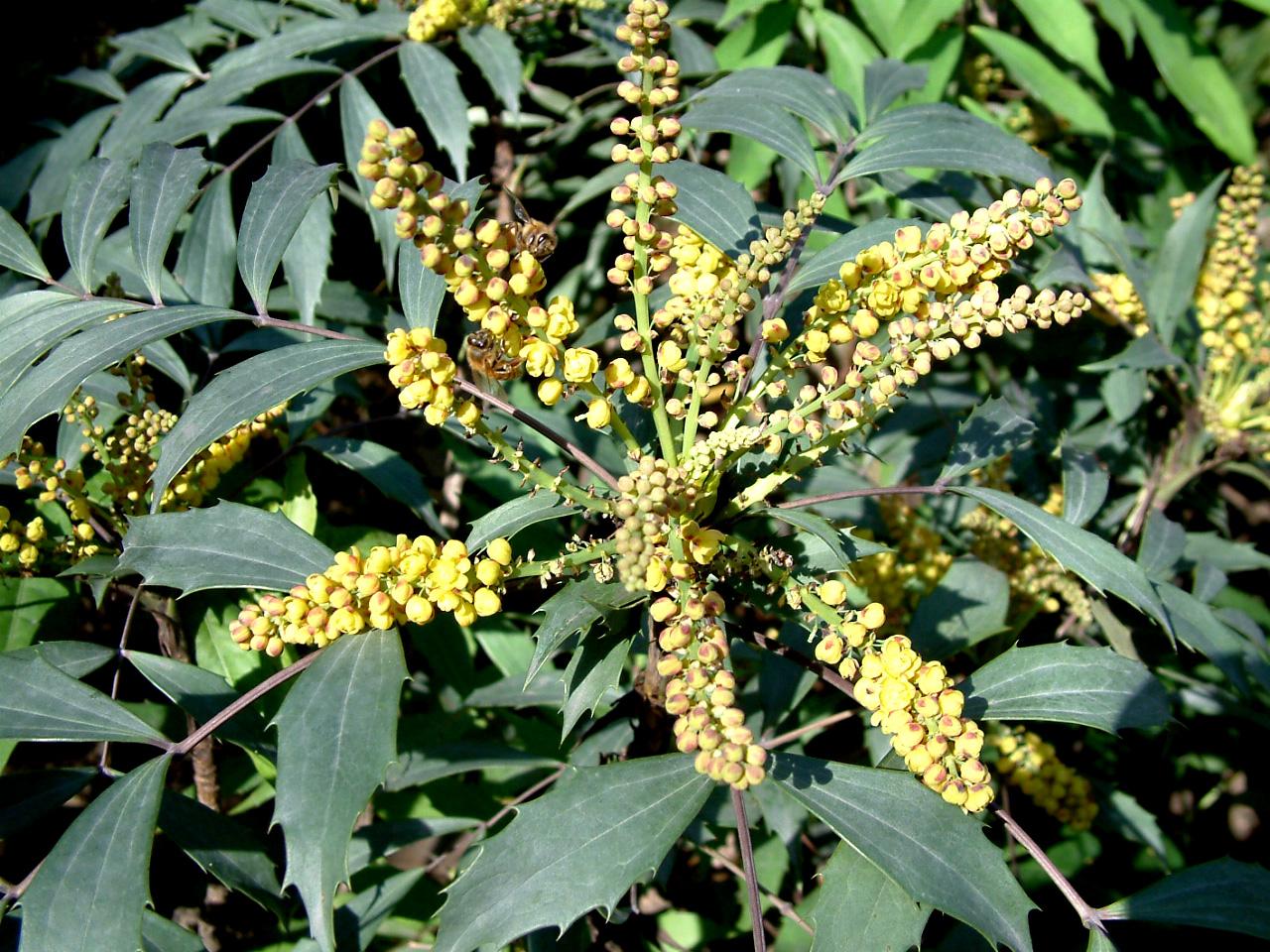 农民称它为土黄连却摘它去喂猪今后要珍惜了