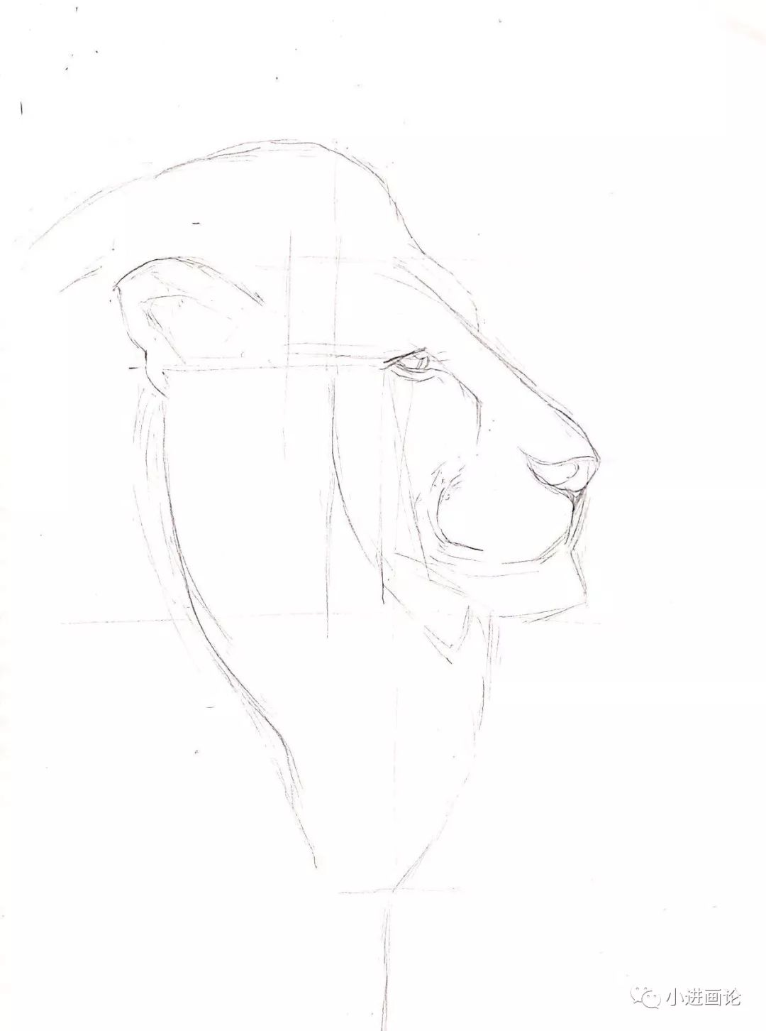 针管笔手绘画一头雄狮教你如何刻画动物毛发