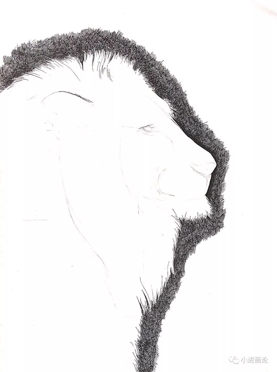 针管笔手绘 | 画一头雄狮,教你如何刻画动物毛发