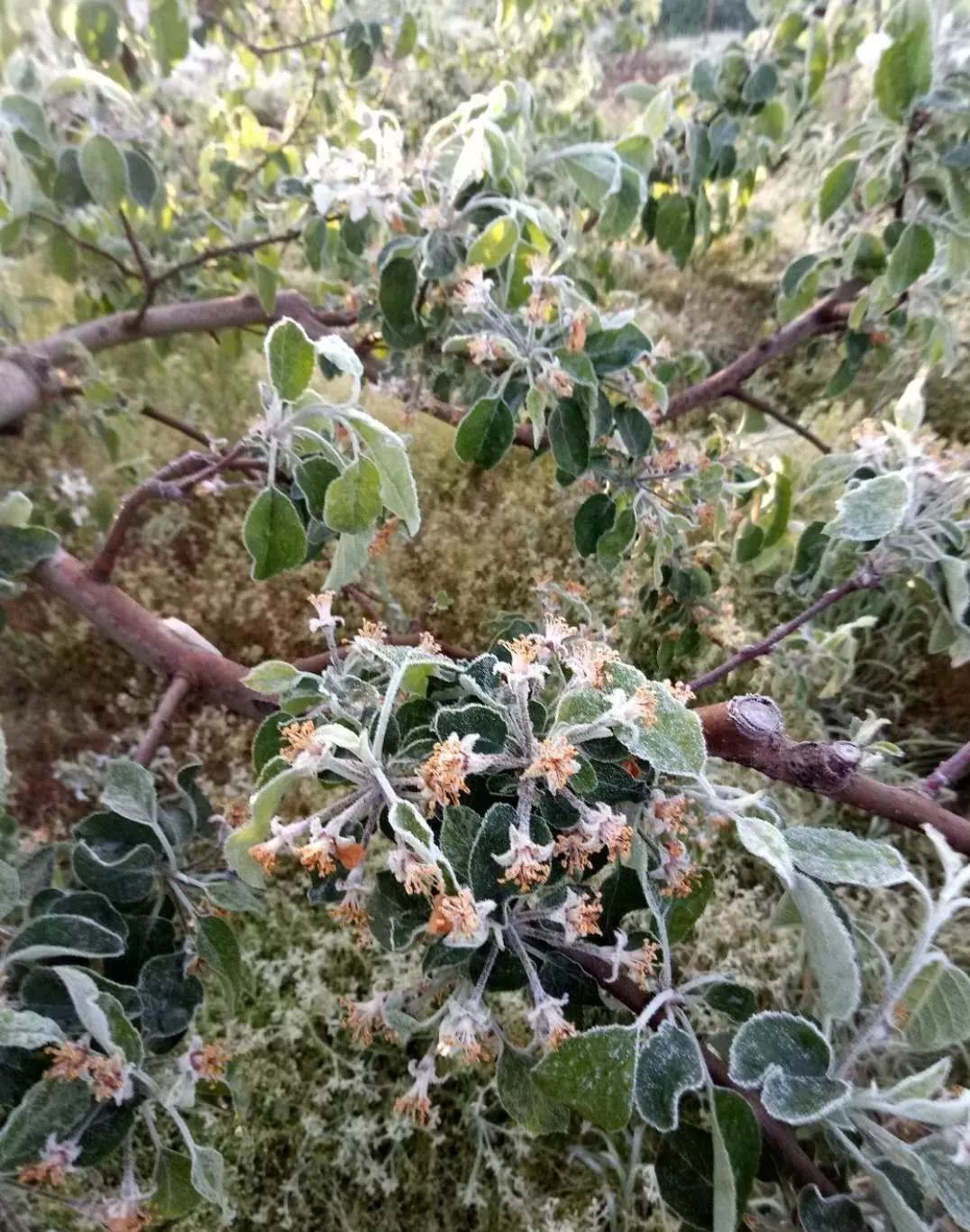 山东多地5月竟然遭遇霜冻!果农哭了!(附视频和紧急挽救方法)