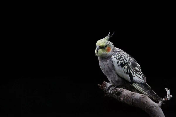 (牡丹鹦鹉)(绿云斑)(白云斑)(蓝云斑)(黄云斑)(蓝虎皮)(绿虎皮)part1