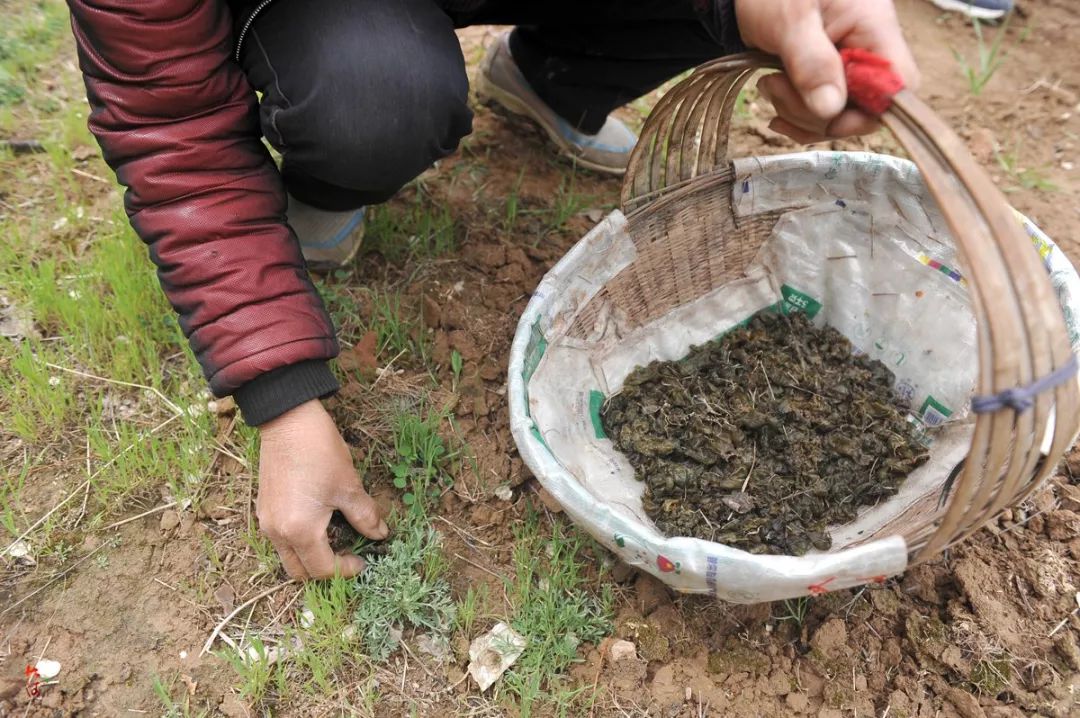 大雨过后,布满落草的滩地上满是地软,在孩子们像捡起一颗颗珍珠一样