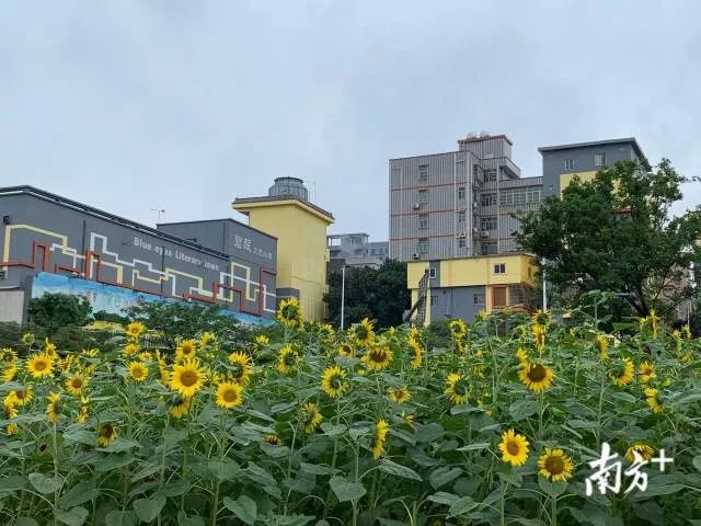 【聚焦】光明区114个城中村要蝶变成"大美村落"啦,有你家吗?