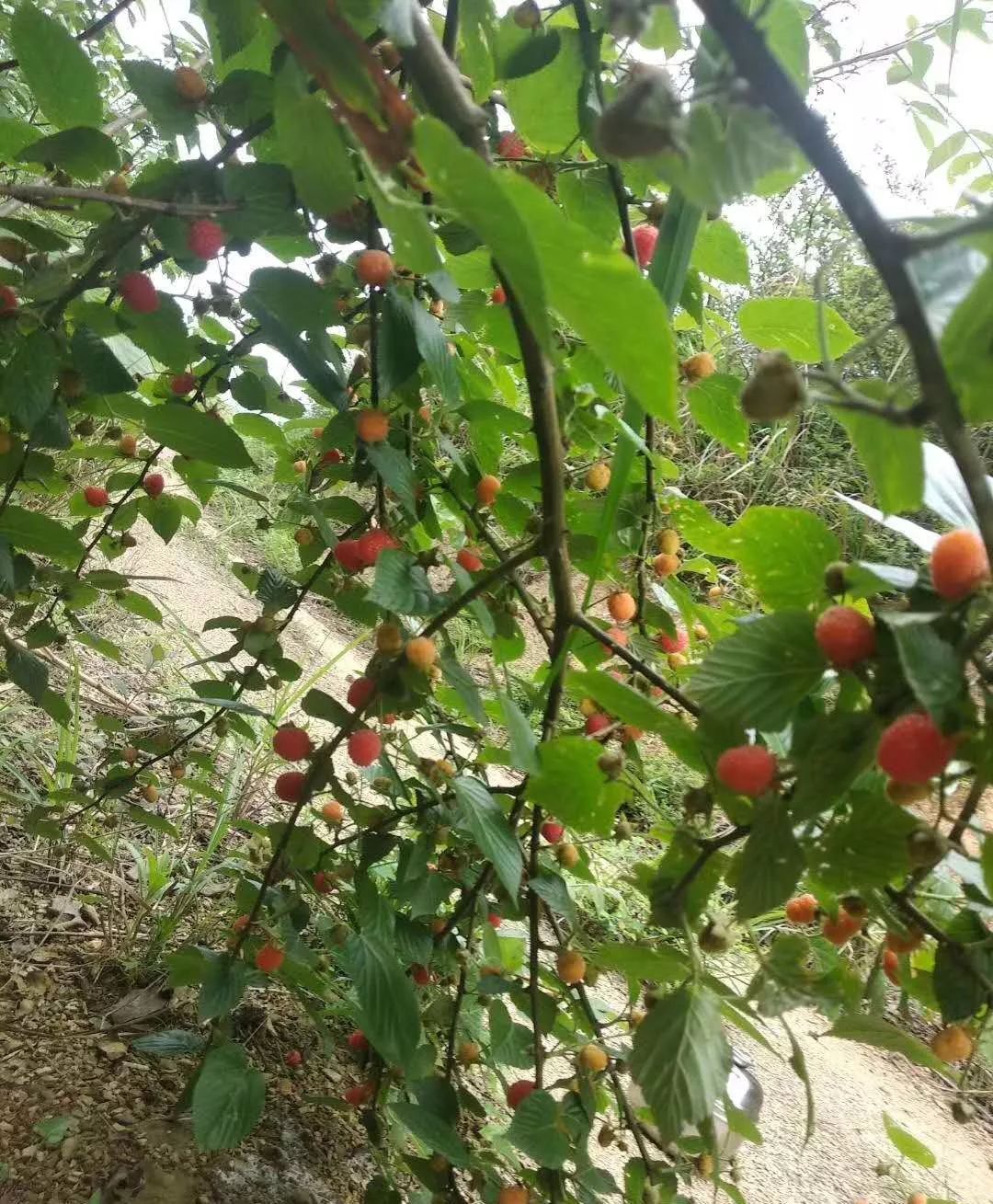 三月"萢"熟了,有空回老家摘起来吧!满满儿时的回忆!_野果