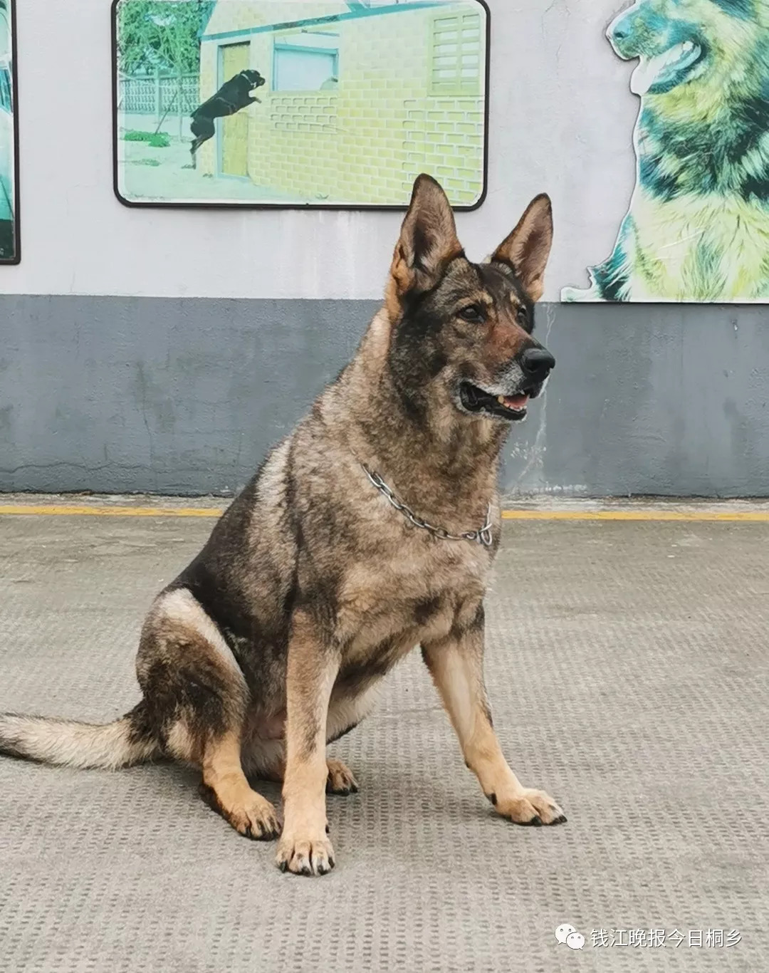 才三岁,就帮助警察破案啦!_警犬