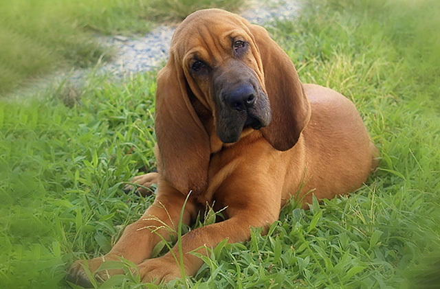 长沙市养犬管理禁养犬只名单