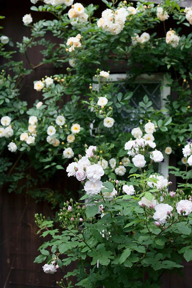 初夏庭院里我的五彩缤纷的月季们