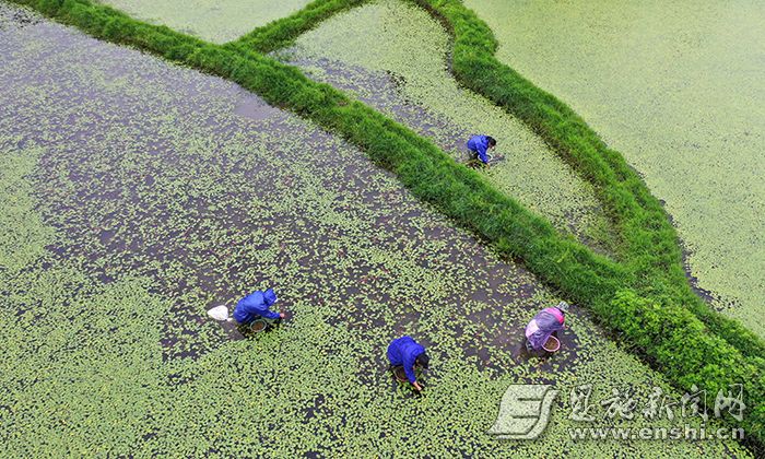 利川莼菜进入采摘期