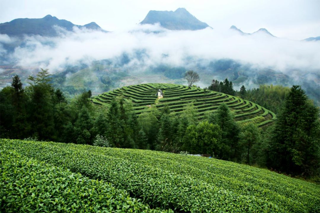 寿宁高山茶将参展西安国际茶业博览会 等您来品茗!_茶叶