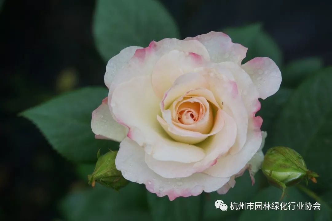 莫里斯尤特里罗红玛瑙本次月季展共分郭庄,花圃,龙坞三大展区,其中