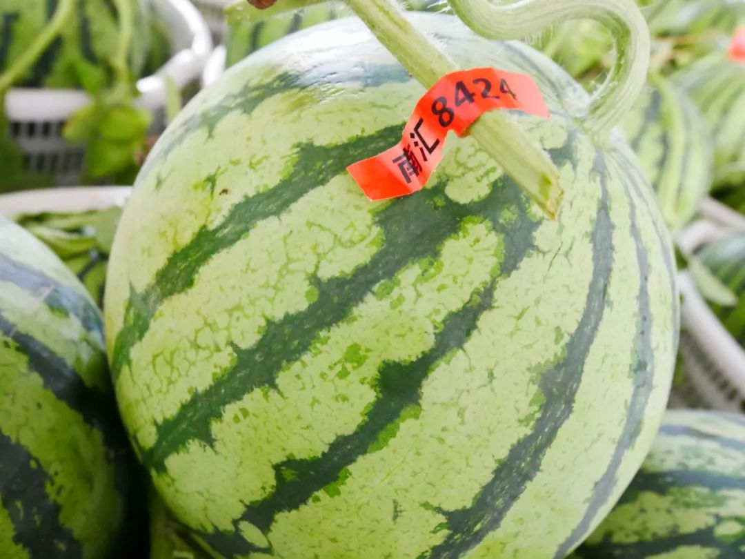 南汇8424西瓜下周三上市扫一扫即可看出生证小布送福利