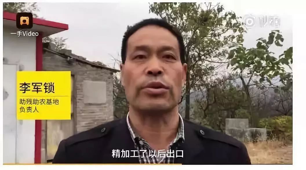 负责人李军锁介绍说 红薯具有抗癌之王的称号,红薯叶和红薯梗不仅有