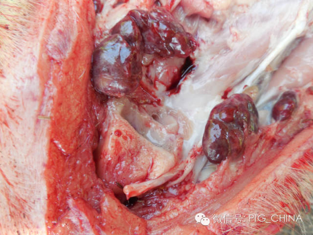 1,下颌淋巴结:一般猪有炎症该淋巴结都会有病变
